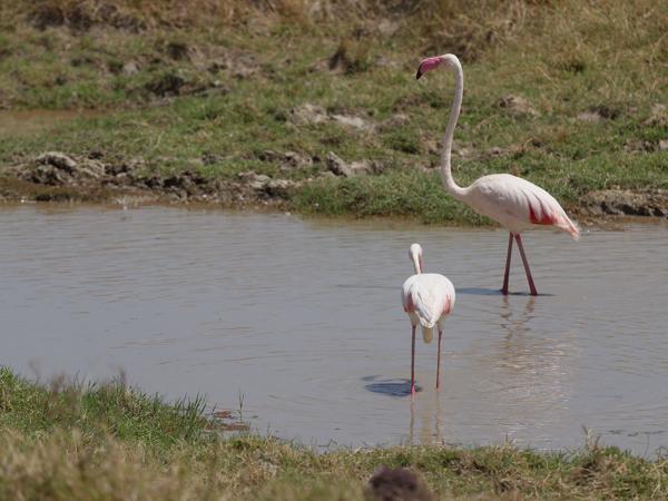 <h3><a href="/trips/tanzania/biota/animalia/chordata/aves/012 phoenicopteriformes/001 phoenicopteridae/phoenicopterus roseus/phoenicopterus roseus-nl.html">Phoenicopterus&nbsp;roseus</a> / Greater&nbsp;flamingo / Flamingo</h3>OM-1 Mark II met OLYMPUS M.150-400mm F4.5, 1/2500 sec  bij F5.0, ISO 200, afstand 28.2&nbsp;m